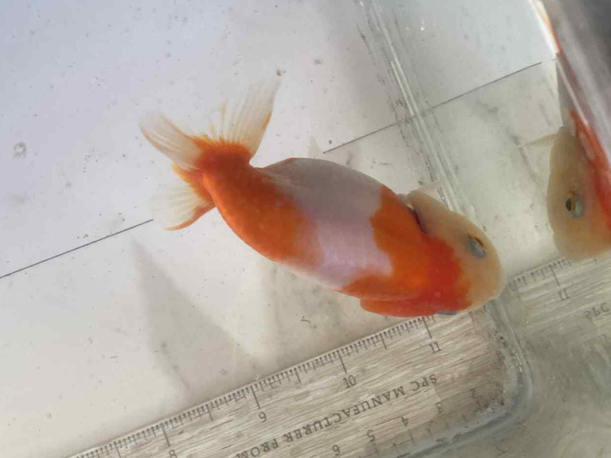 Red/White Ranchu 6 months old D