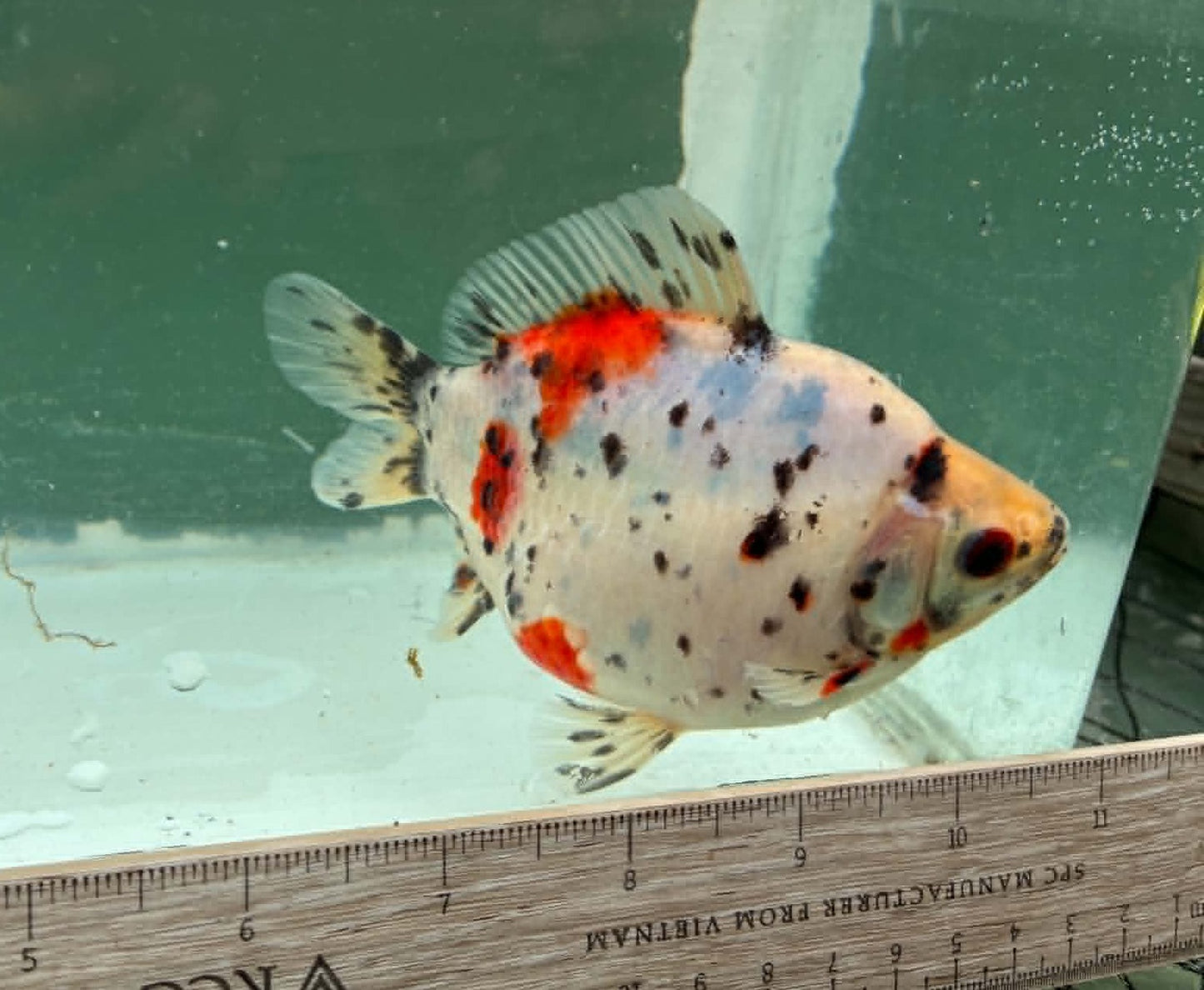 Super Tricolor Tosai Tamasaba 1 Yr Old J Female