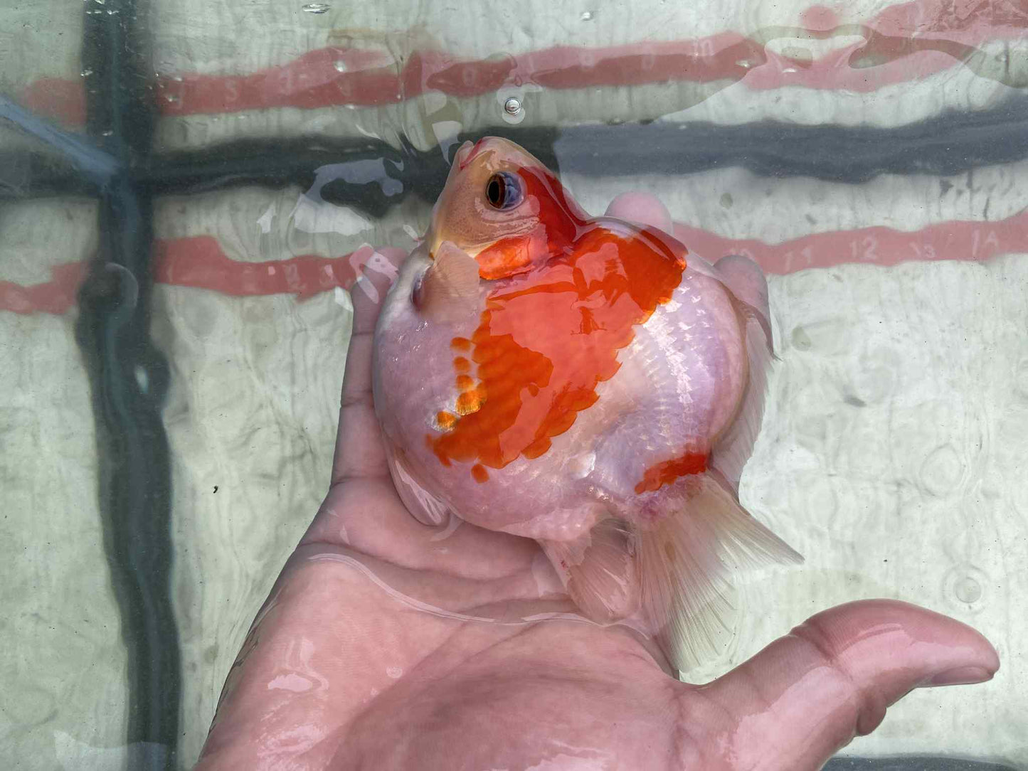NND 2-3 Years Old Red/White Tamasaba 5-6 in K