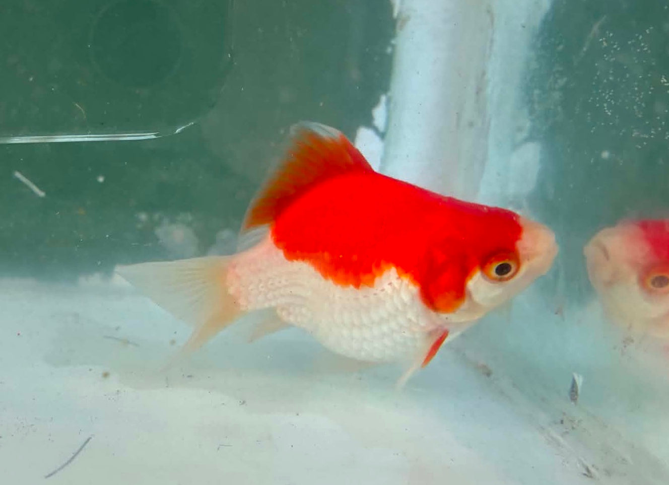 Tosai Tamasaba 1 Yr Old H