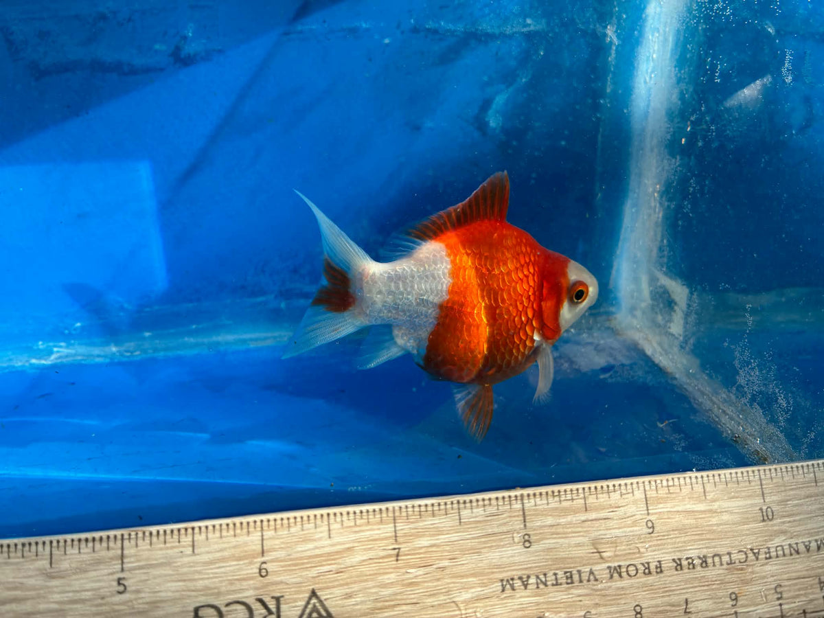 Red White Tamasaba Goldfish 3-4 Inch E