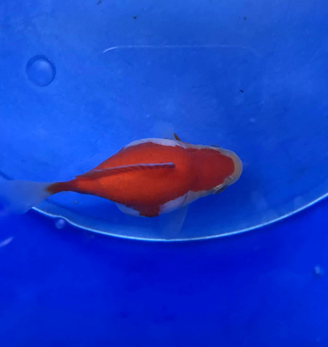 Jumbo Tamasaba Goldfish (8month old) 2-3 inch B