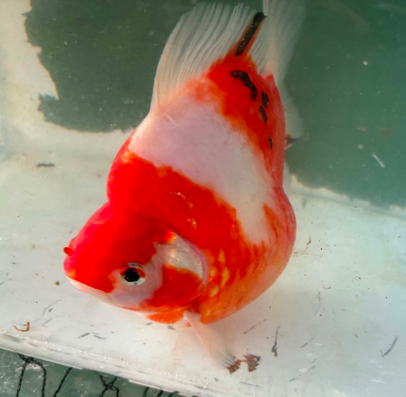 Tricolors Tamasaba 1 Yr Old 6-7 Inch