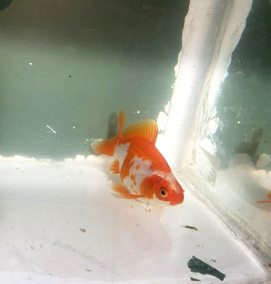 Jumbo Tamasaba Goldfish S