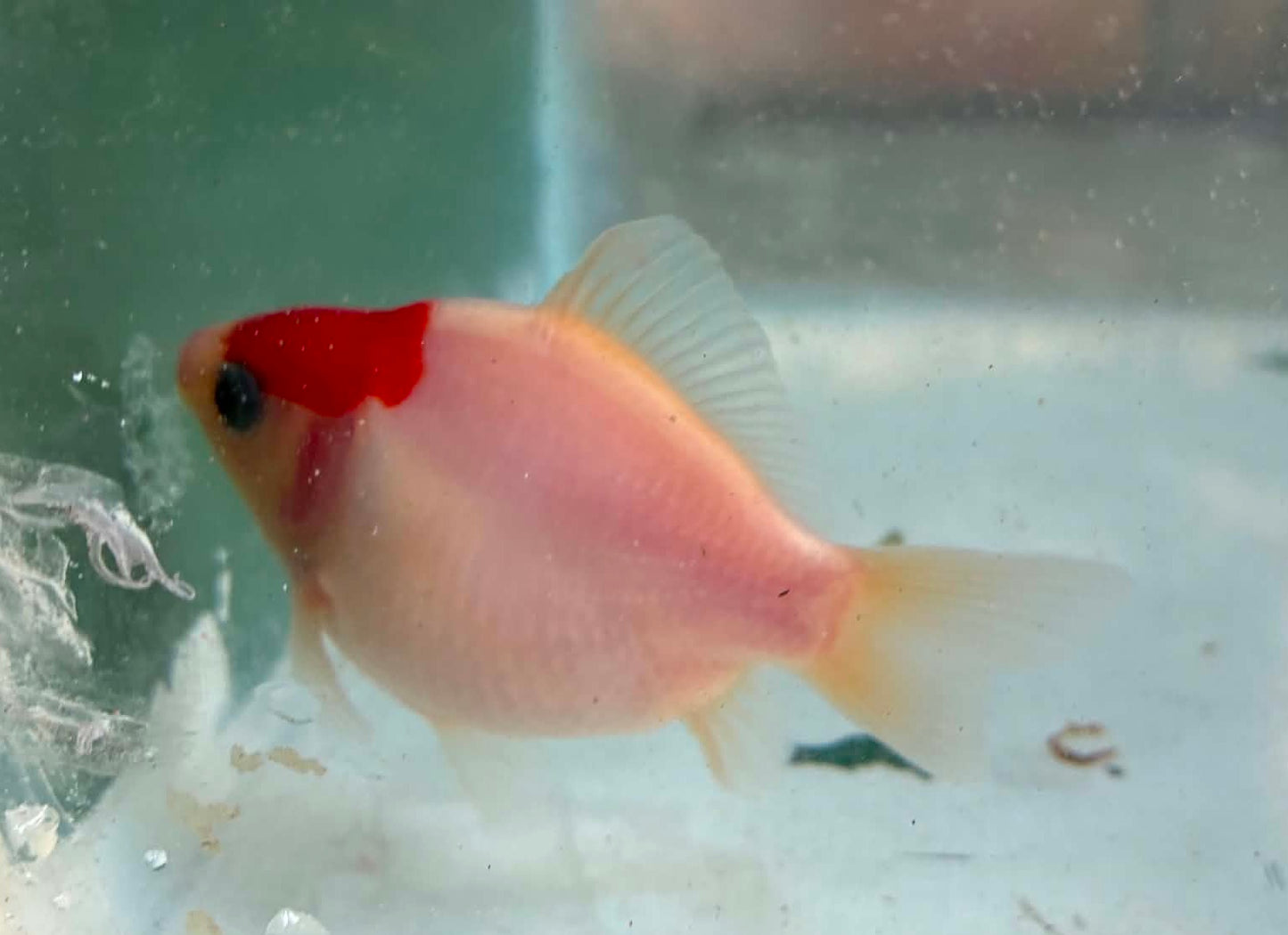 Tosai Tamasaba 1 Yr Old F