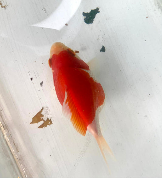 Red/white Tamasaba Goldfish M