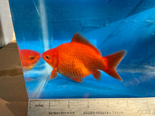 Red Tamasaba Goldfish 4-5 Inc D