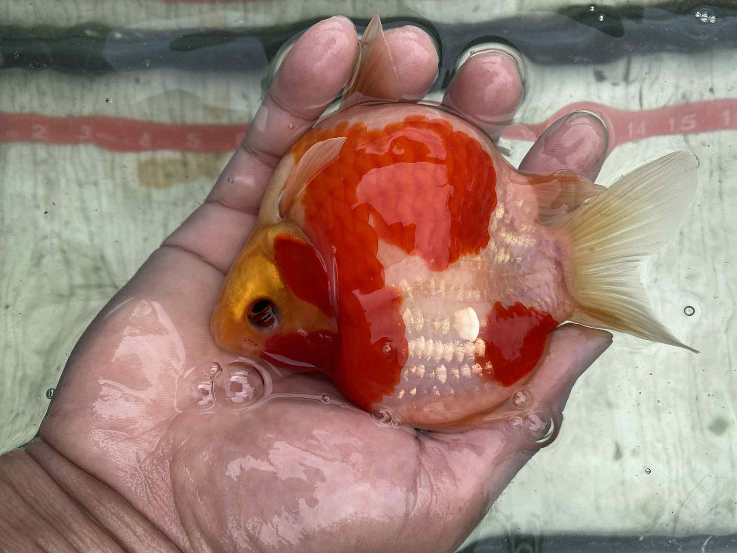 NND 2-3 Years Old Red/White Tamasaba 5-6 in B