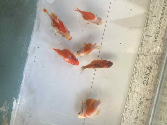 6 Months Old Red/White Tamasaba D