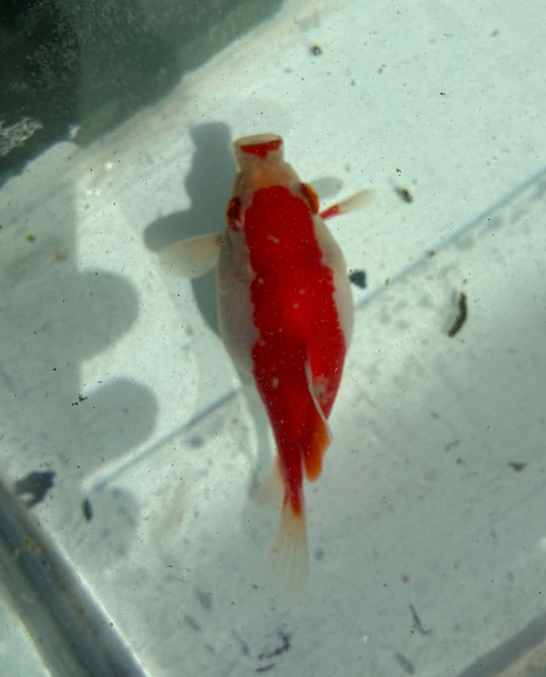 Red White Tamasaba 1 Year Old P