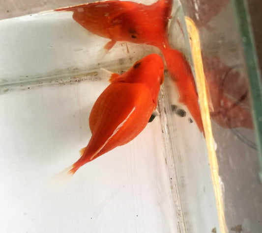 Red/white Tamasaba Goldfish A