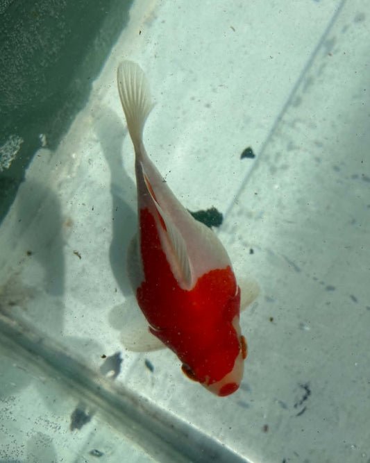 Red White Tamasaba 1 Year Old Q