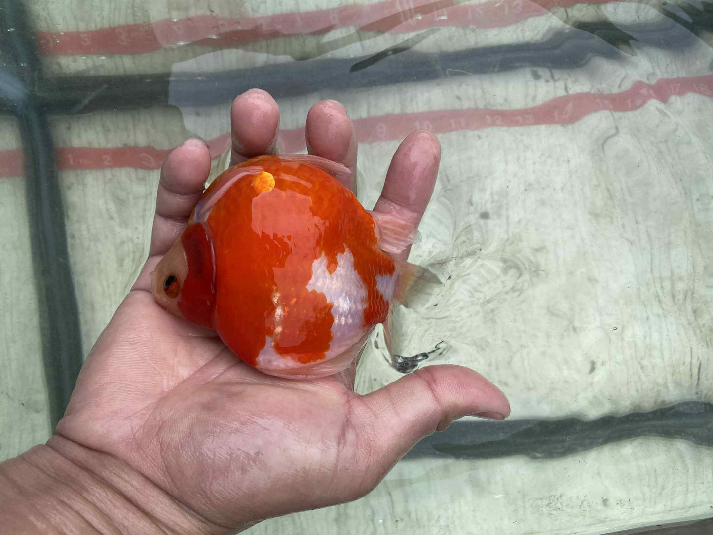 NND 2-3 Years Old Red/White Tamasaba 5-6 in M