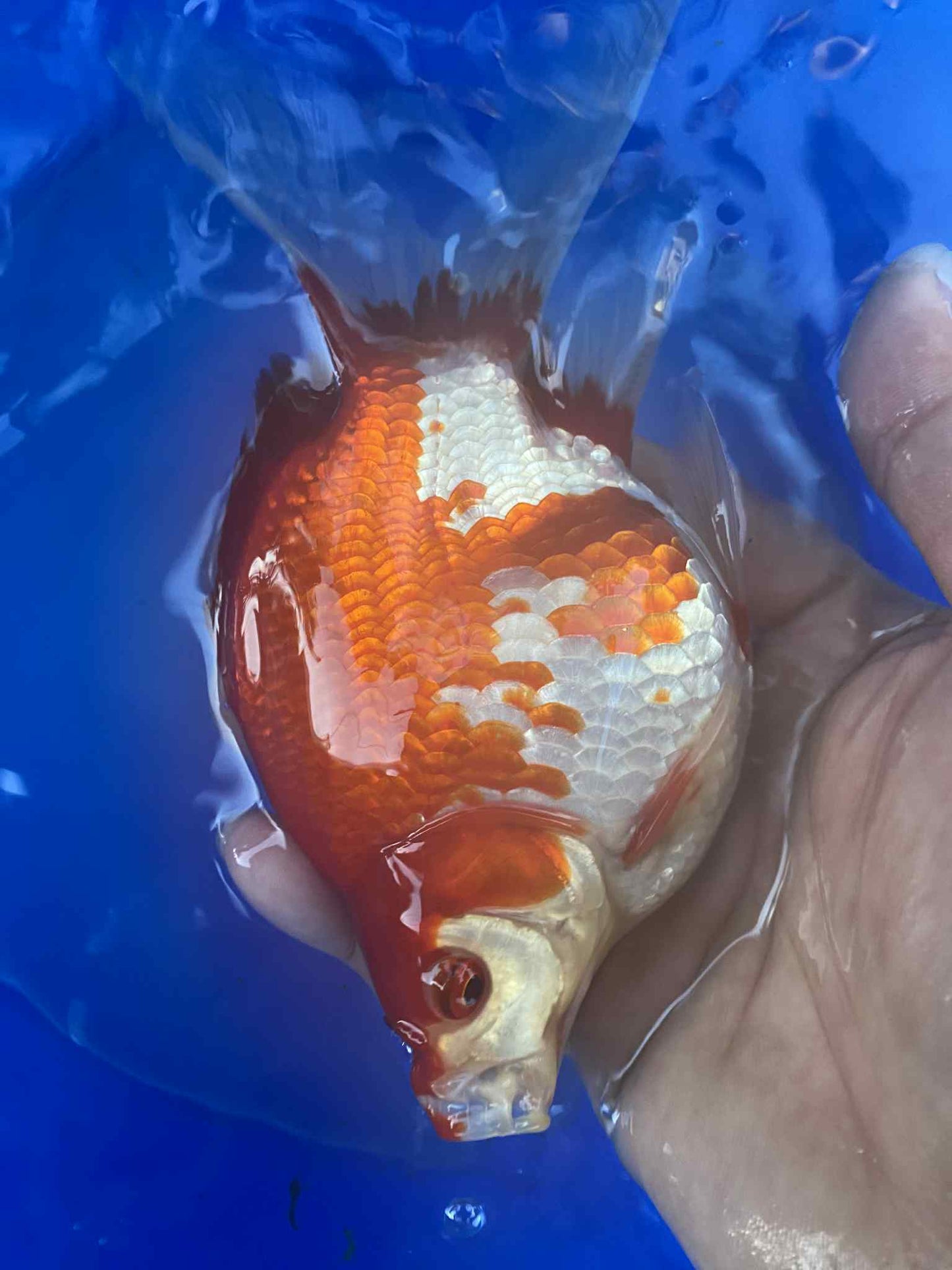 MFF 2-3 Years Old Red/White Tamasaba 5-6 in R