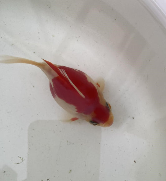 HQ Tamasaba Goldfish Male
