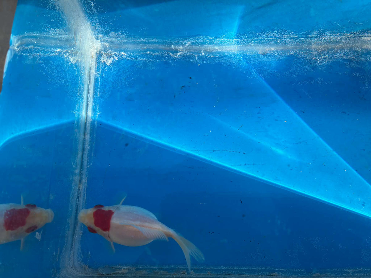 Red White Tamasaba Goldfish 3-4 Inch I