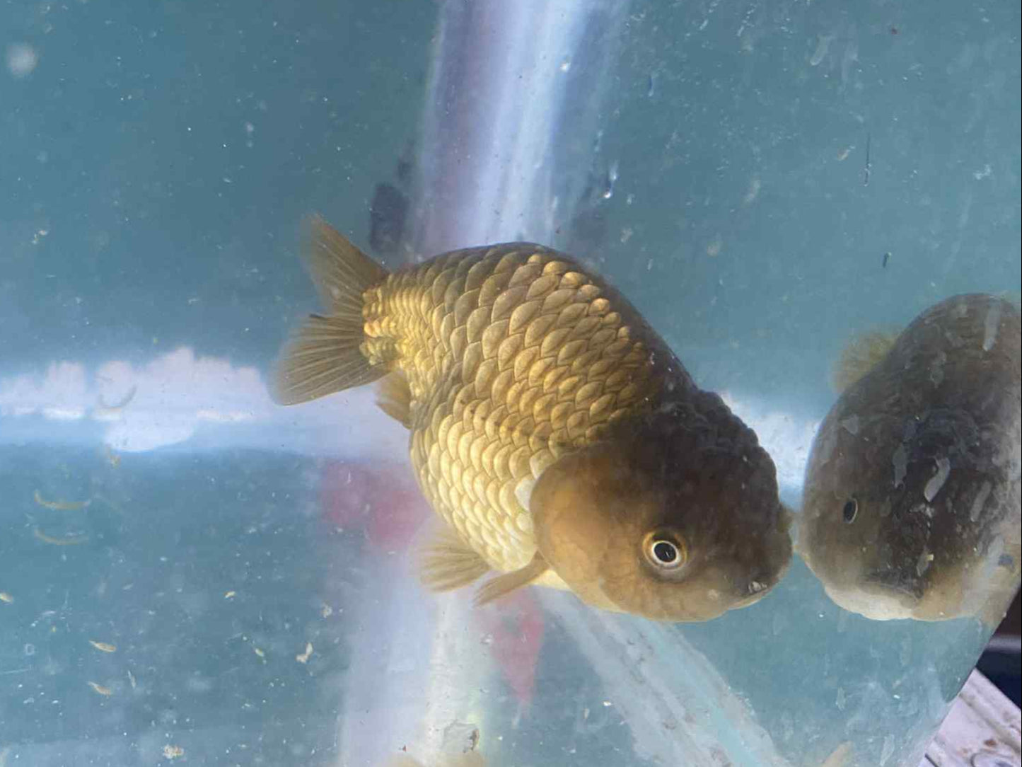 Grey Ranchu 6 months old B