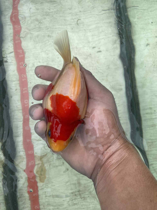 NND 2-3 Years Old Red/White Tamasaba 5-6 in A