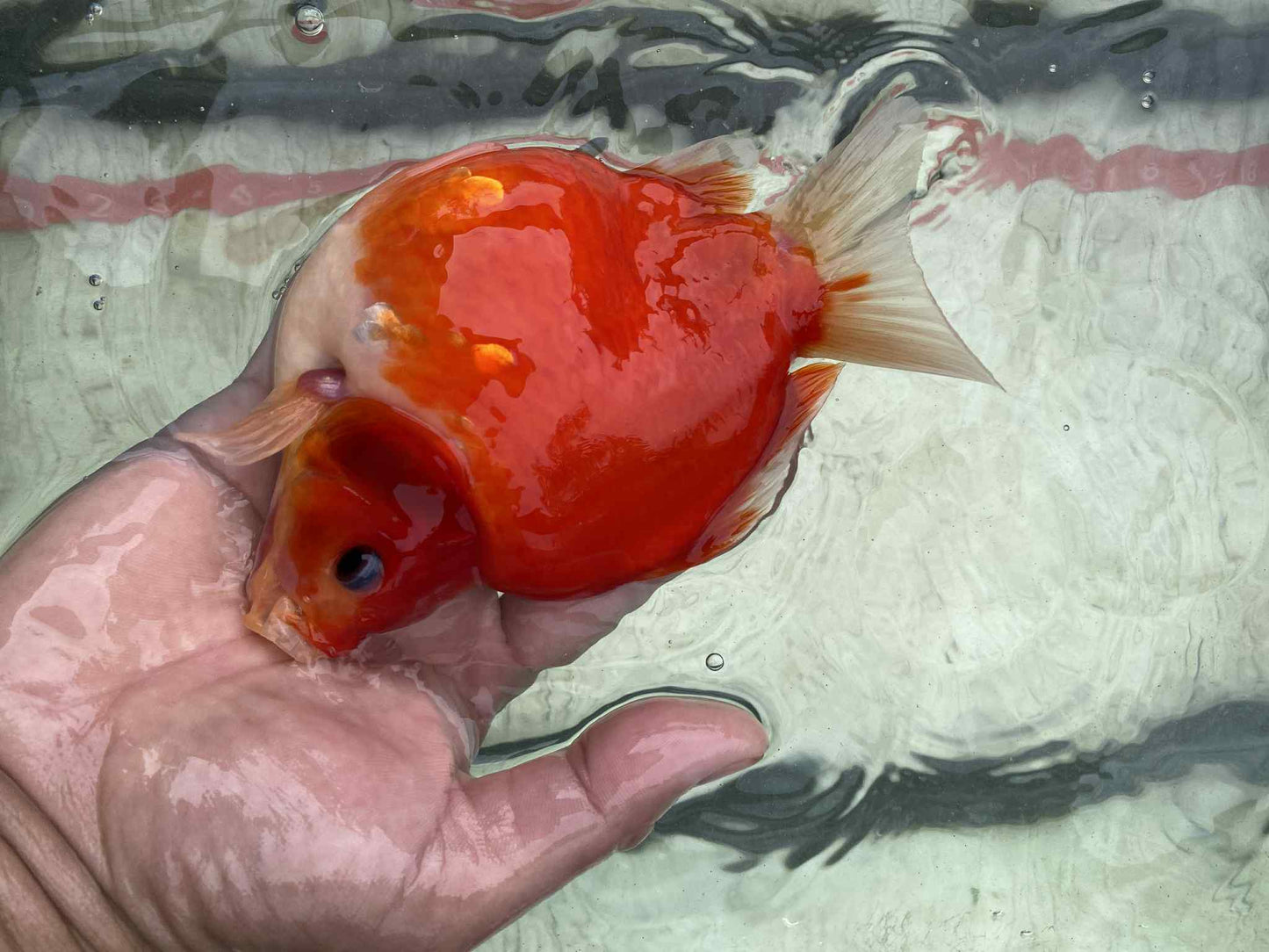MFF 2-3 Years Old Tri-Color Tamasaba 5-6 in J
