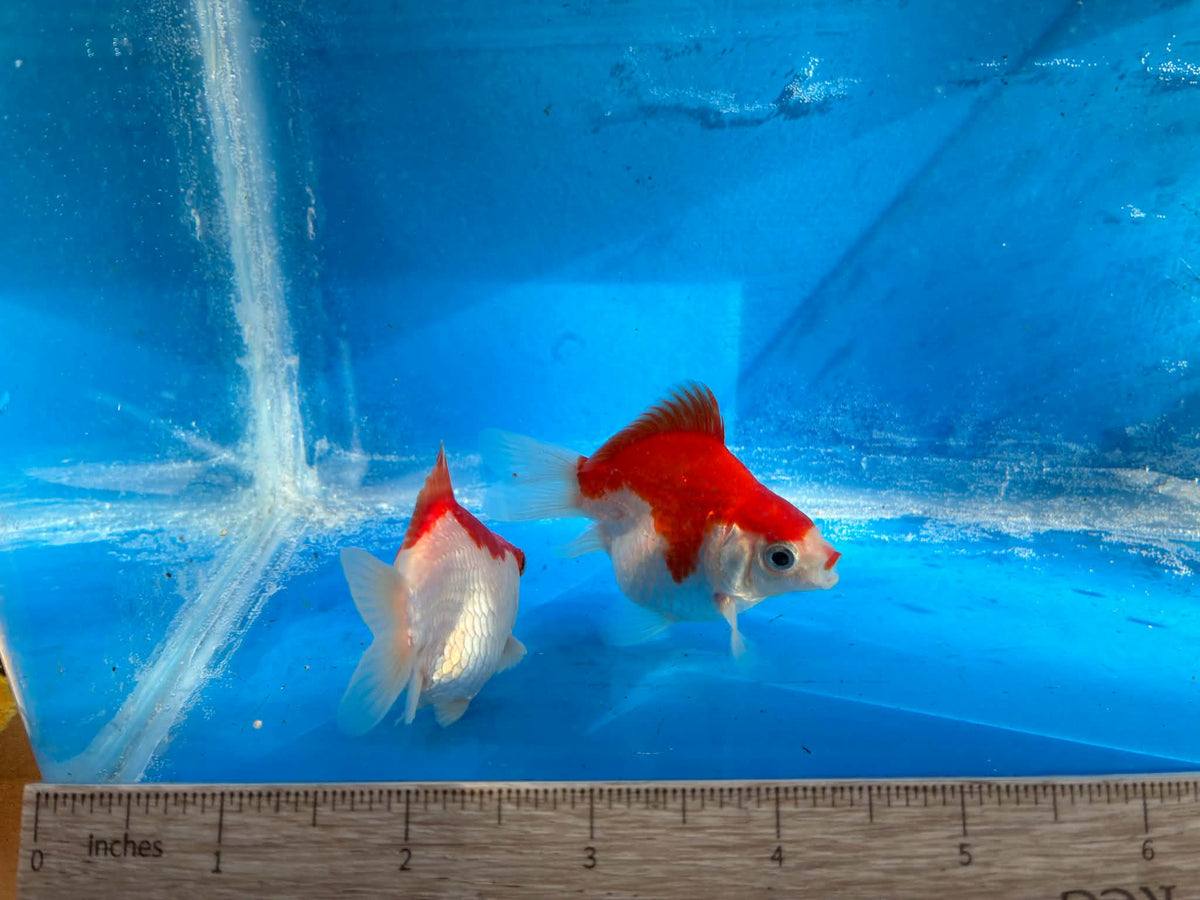 2 Red White Tamasaba Goldfish 3-4 Inch A