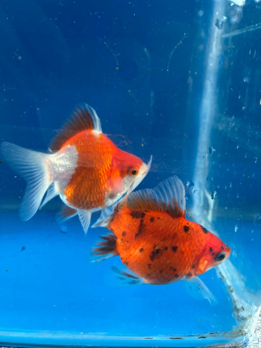 1 Calico & Red White Tamasaba Goldfish 3-4 Inch H