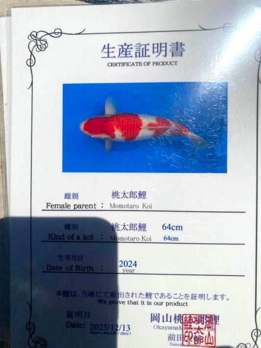 CERTIFIED MONOTARO GINRIN KOHAKU Nisai>Sansai 64cm