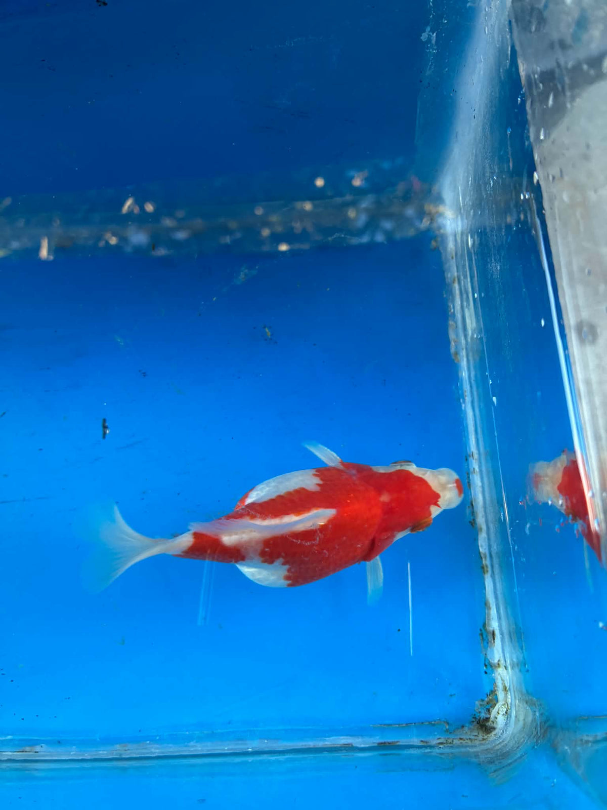 Red White Tamasaba Goldfish 3-4 Inch P