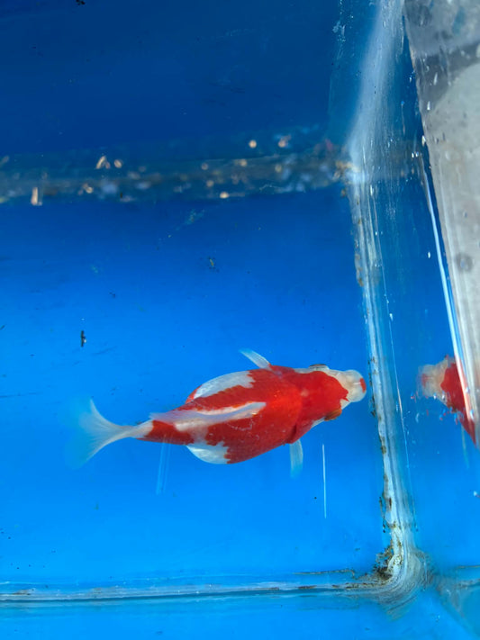 Red White Tamasaba Goldfish 3-4 Inch P