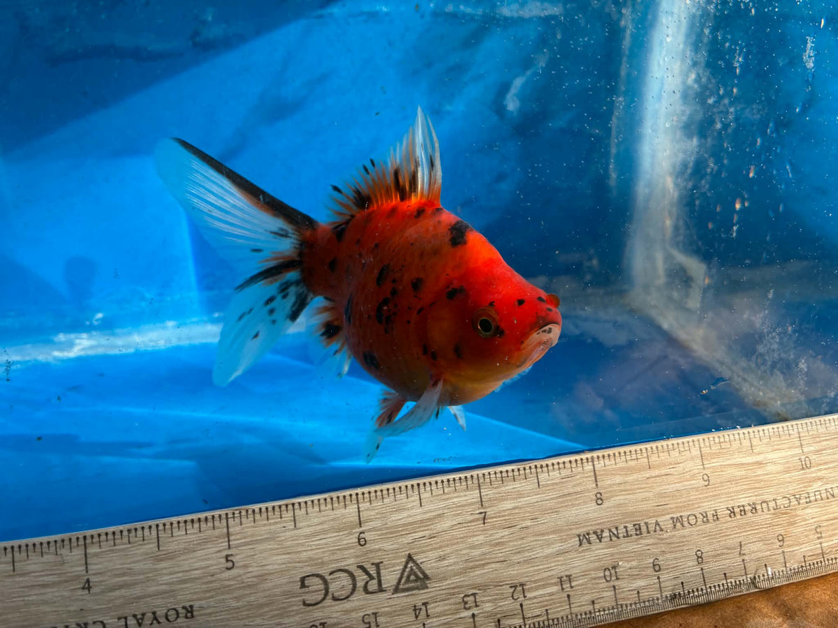 Calico Tamasaba Goldfish 3-4 Inch G