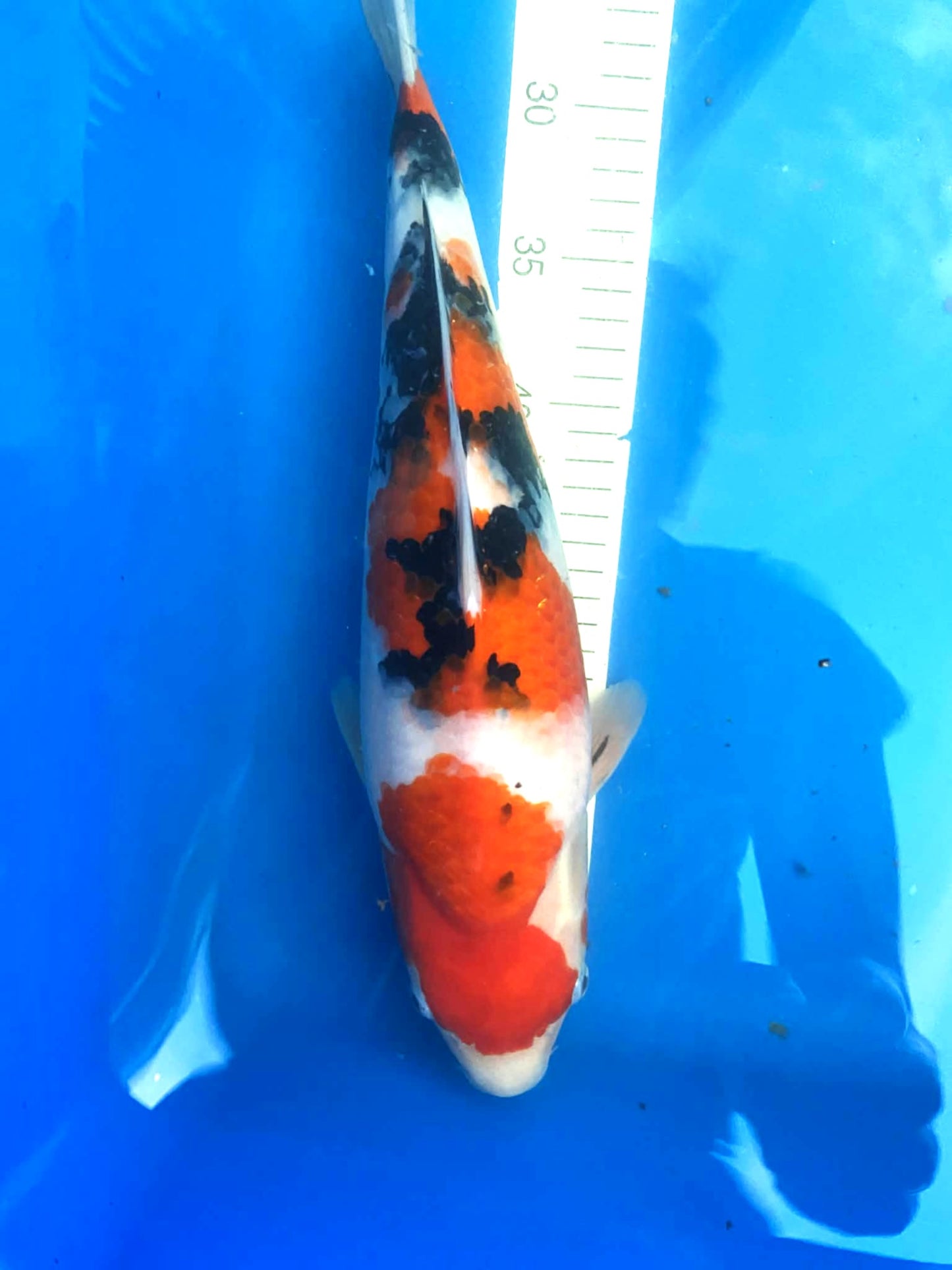 Sakai Sanke 1-2 years old 16-17 inch