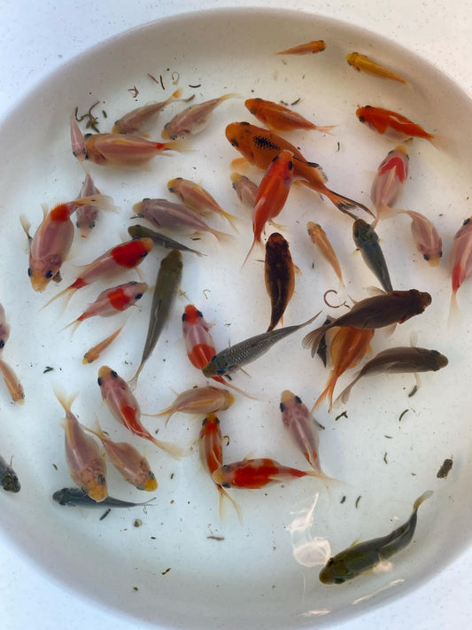 Tamasaba Pet Grade-10 fish for $20