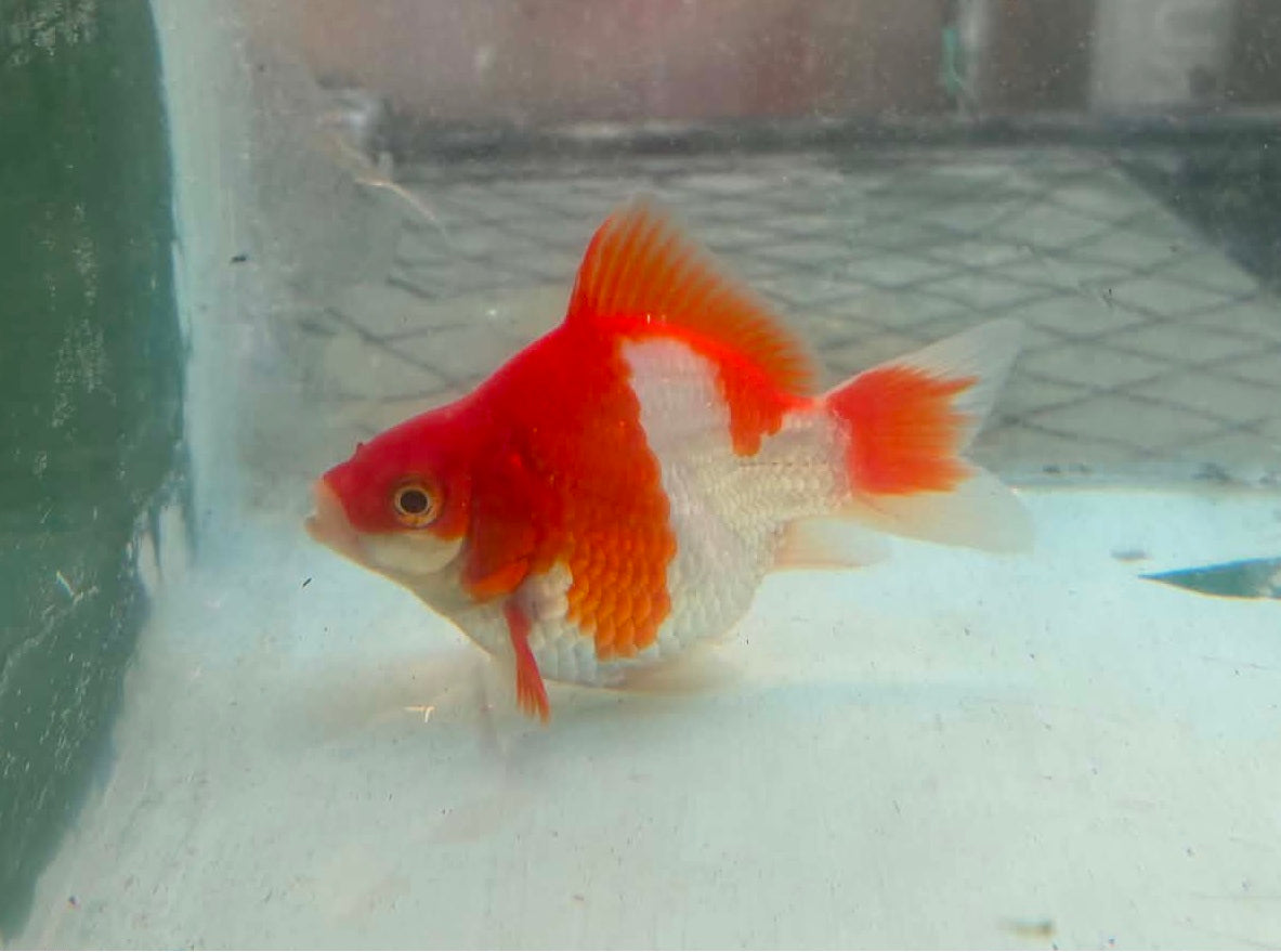 Tosai Tamasaba 1 Yr Old E