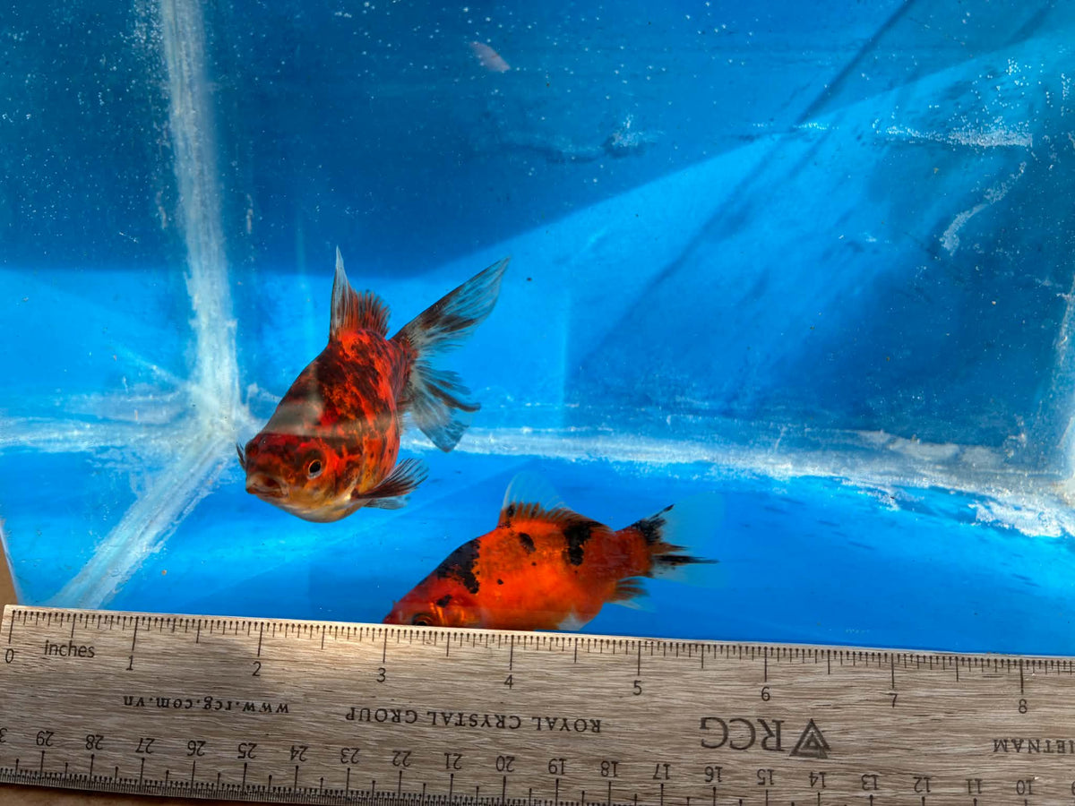 2 Calico Tamasaba Goldfish 3-4 Inch D