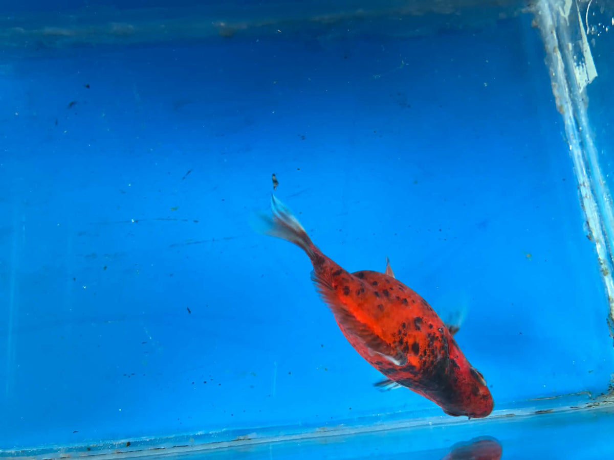 Calico Tamasaba Goldfish 3-4 Inch P