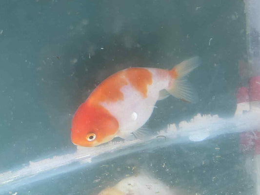 Red/White Ranchu 6 months old A