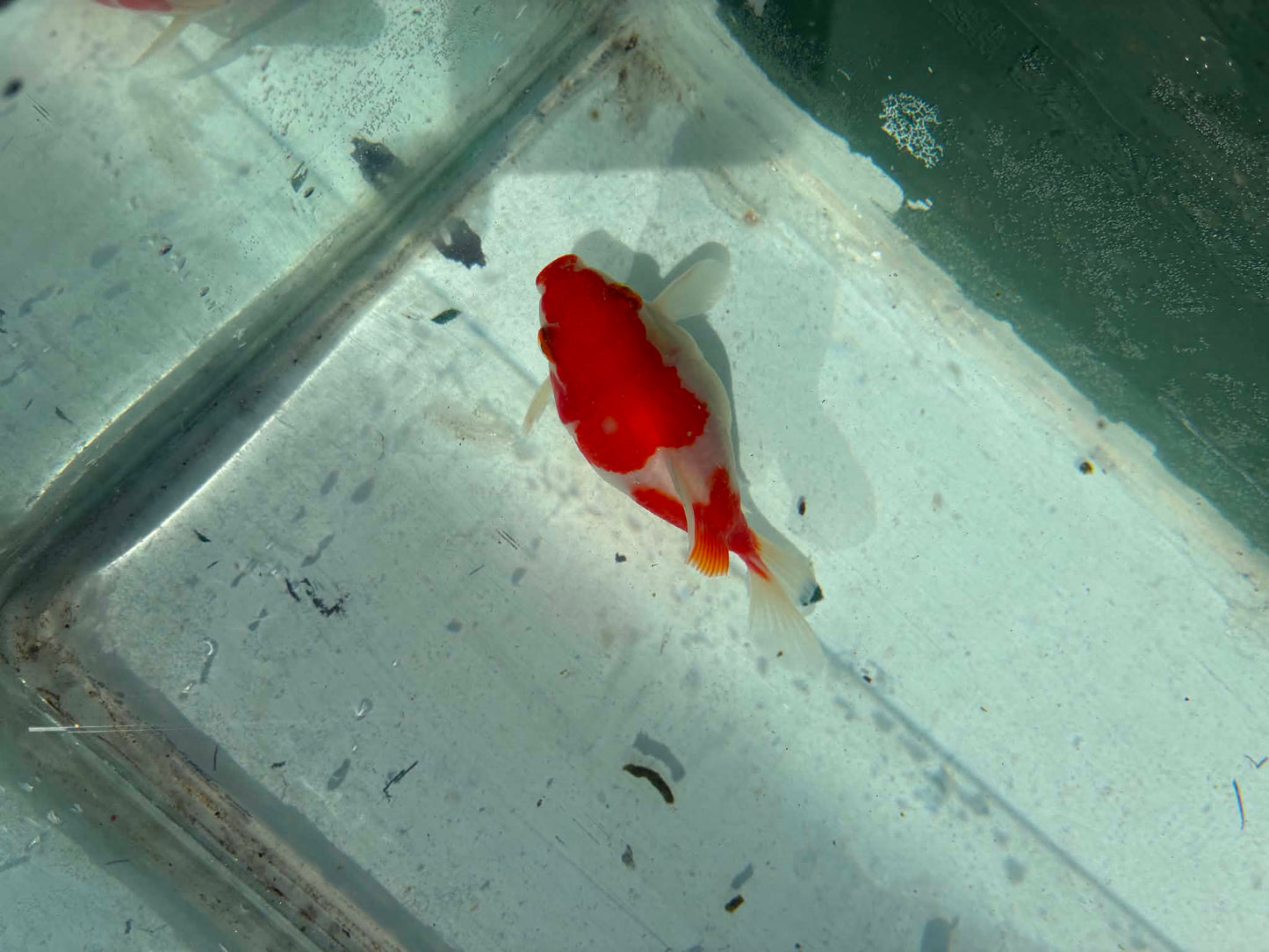 Red White Tamasaba 1 Year Old O