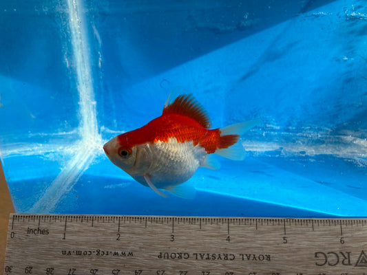 Red White Tamasaba Goldfish 3-4 Inch L