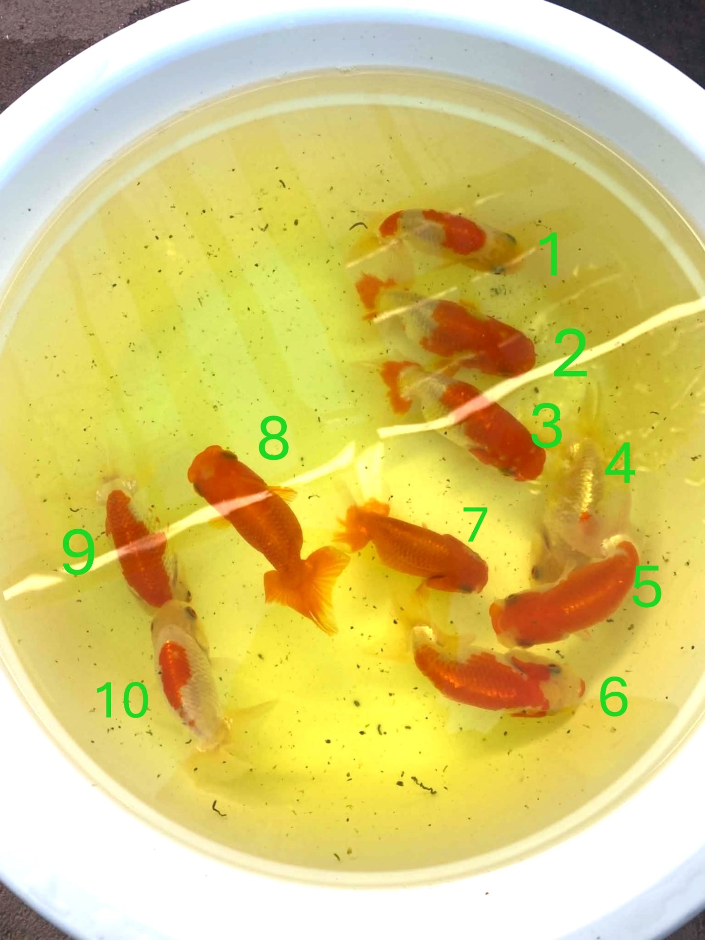 Japanese Top View Ranchu 2