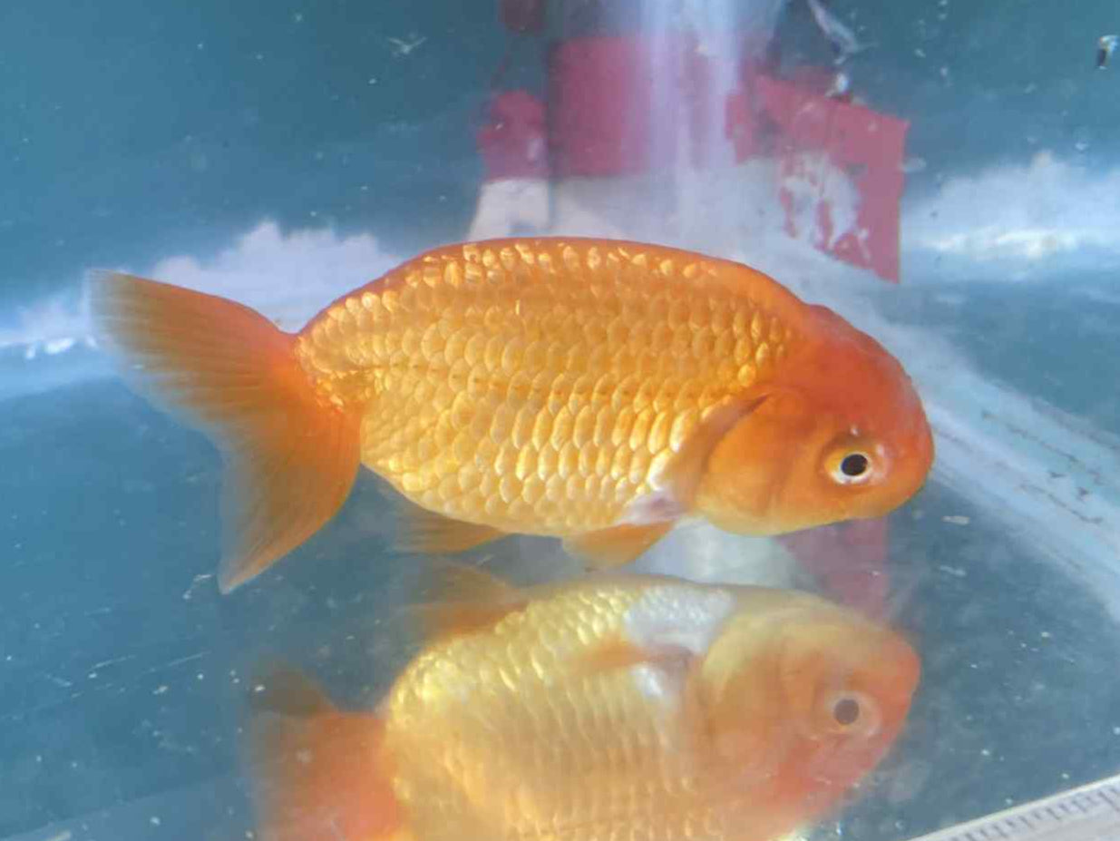6 months Old Japanese Top view Ranchu A