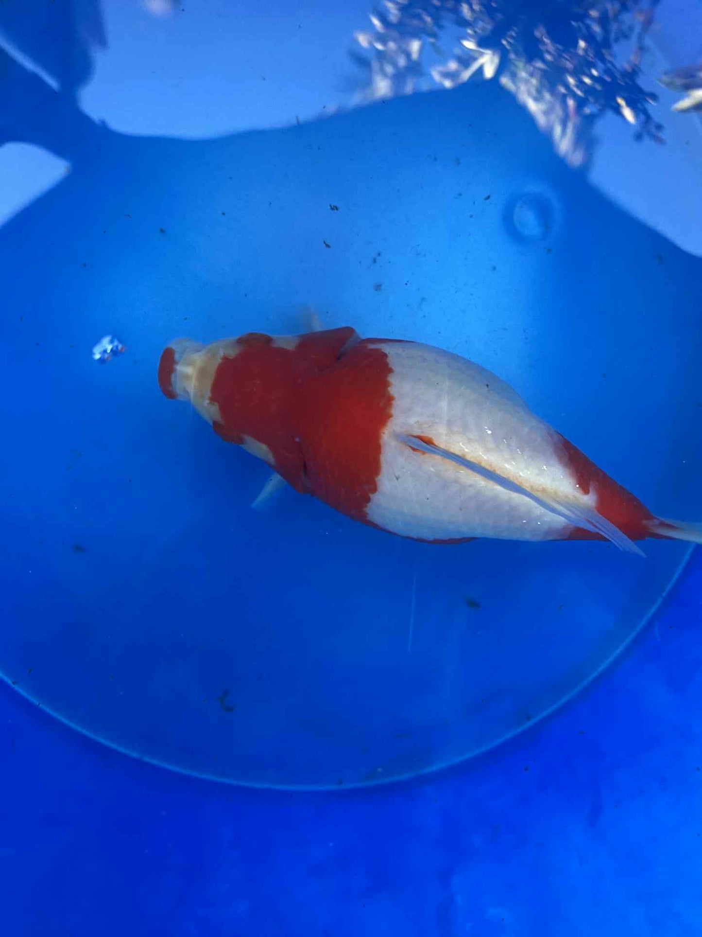NND 2-3 Years Old  Red/White Tamasaba 5-6 in O