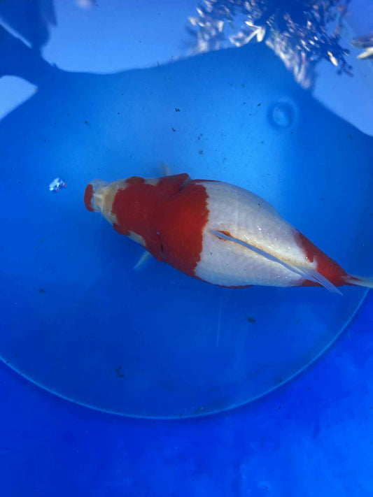 NND 2-3 Years Old  Red/White Tamasaba 5-6 in O