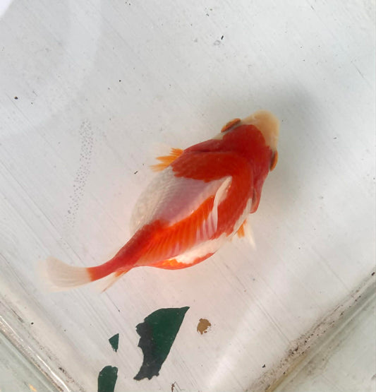 Red/white Tamasaba Goldfish G