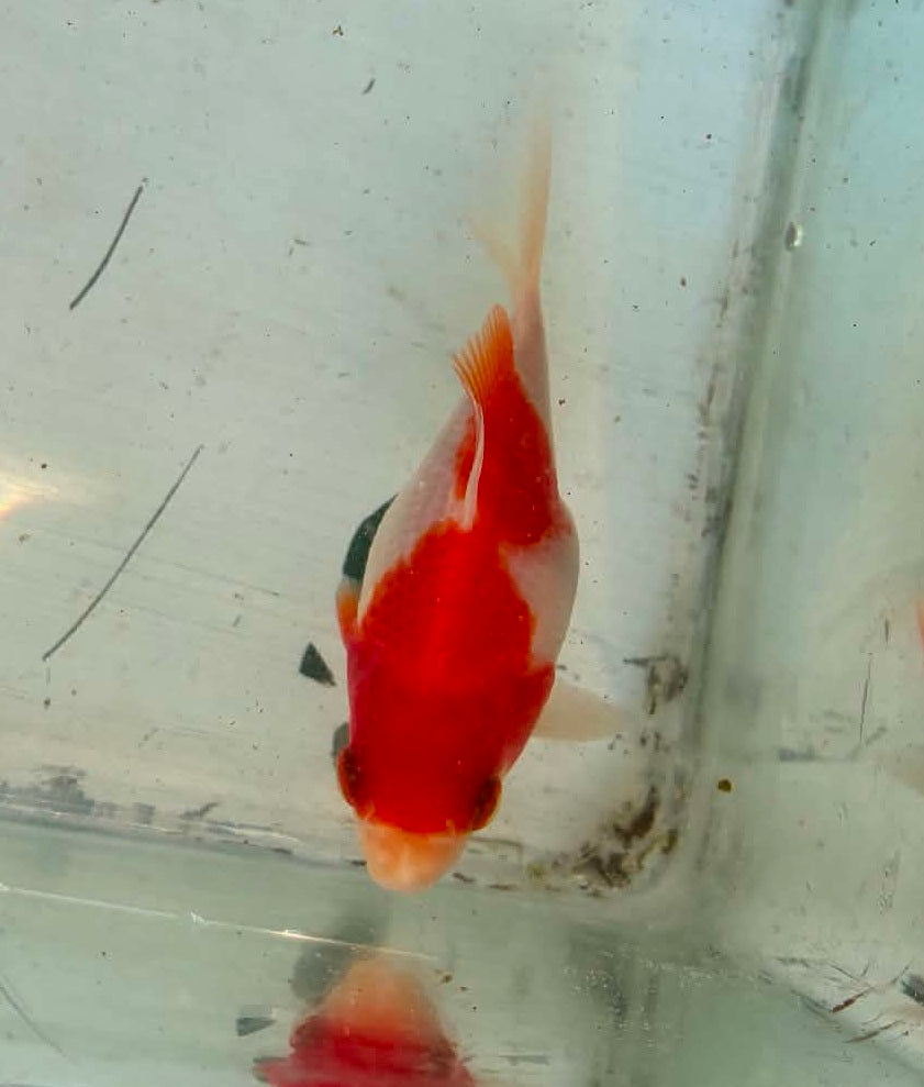 Tosai Tamasaba 1 Yr Old G