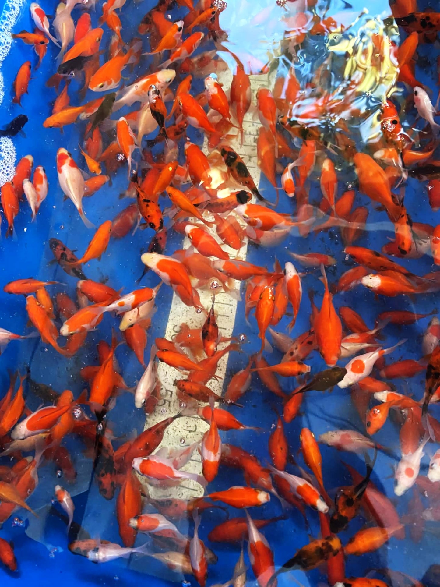 Young Tamasaba (Small) 1 inch