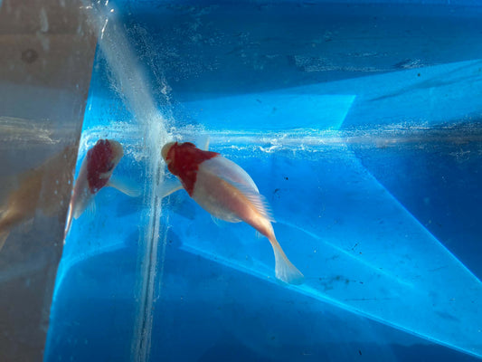 Red White Tamasaba Goldfish 3-4 Inch F