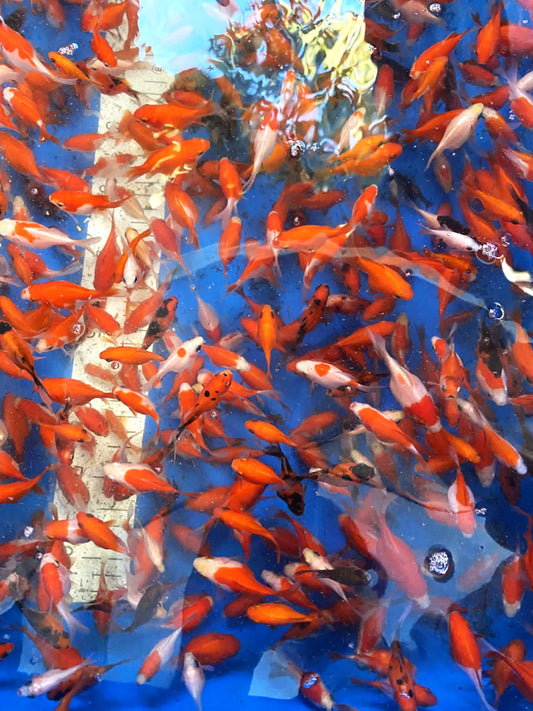 Young Tamasaba (Small) 1 inch