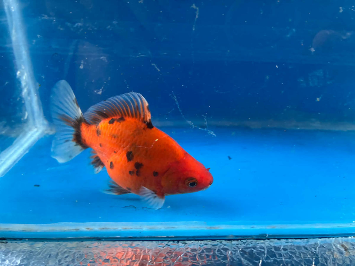 Calico Tamasaba Goldfish 3-4 Inch T