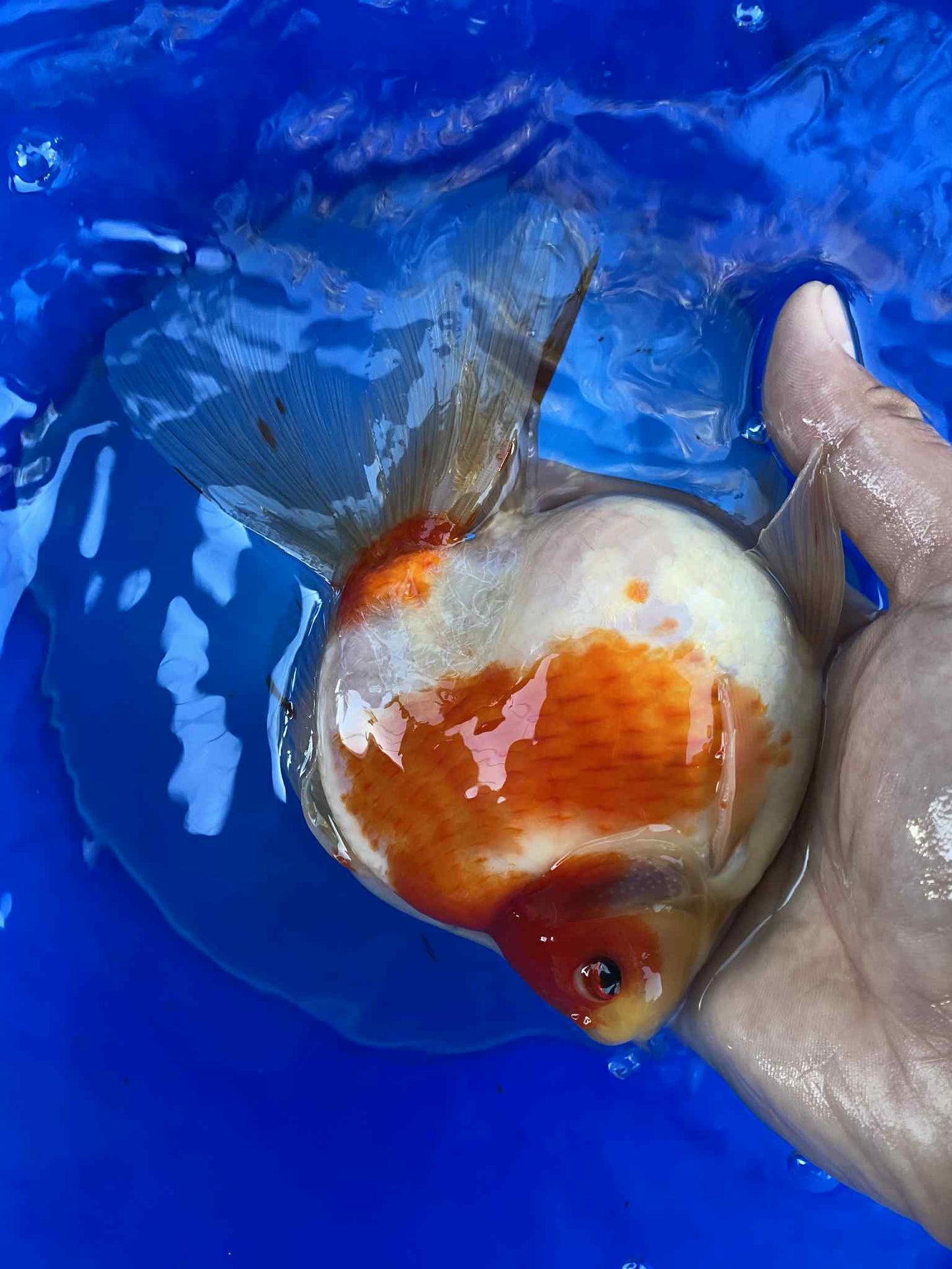 Hydrid Ryukin Goldfish A