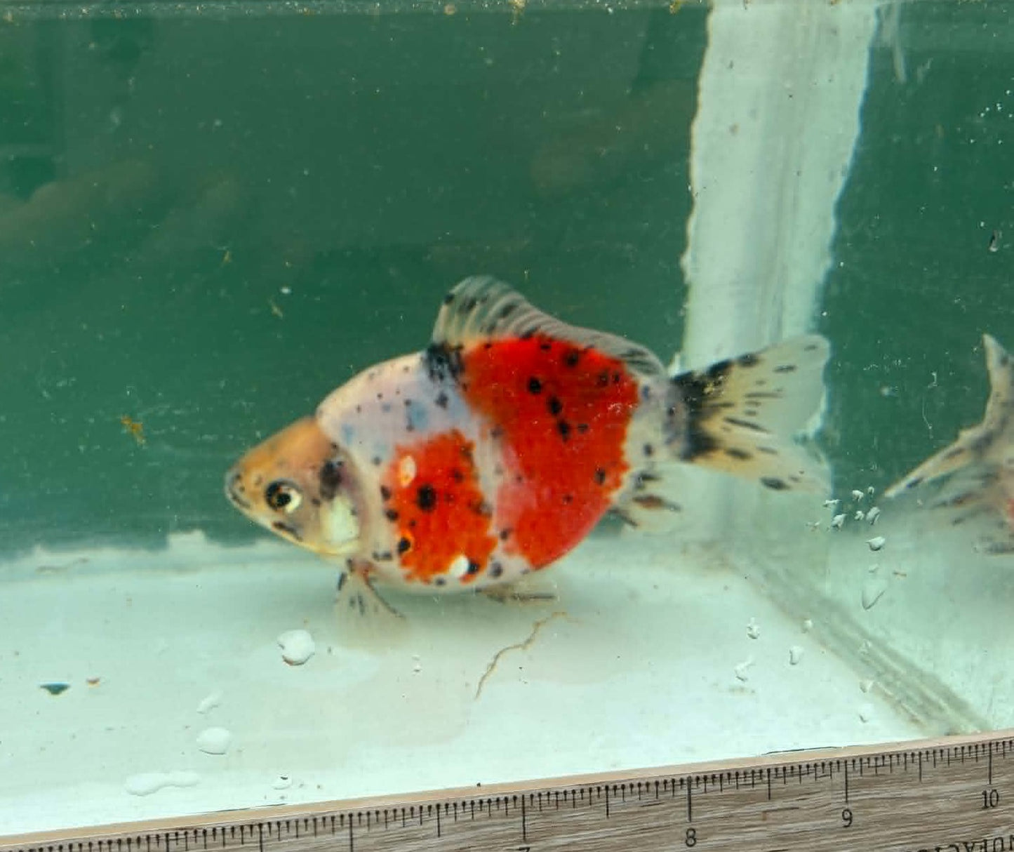 Super Tricolor Tosai Tamasaba 1 Yr Old J Female