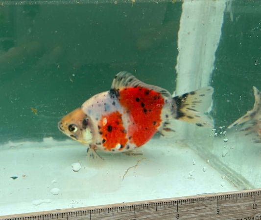 Super Tricolor Tosai Tamasaba 1 Yr Old J Female